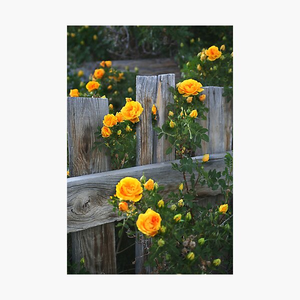 Renegade Roses Photographic Print