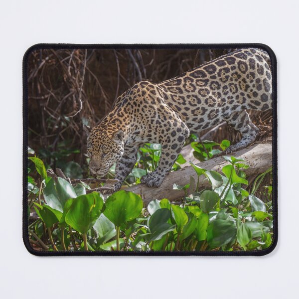 Item preview, Jaguar on the Prowl 4 Pantanal Brazil designed and sold by PhotoArt by Joan Carroll.