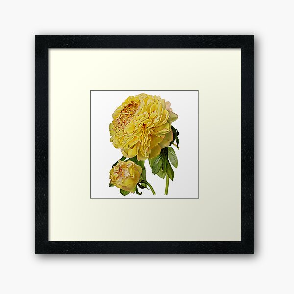 Aperçu de l'œuvre Fleurs de pivoine jaune antique créée et vendue par IrisAndIvy.