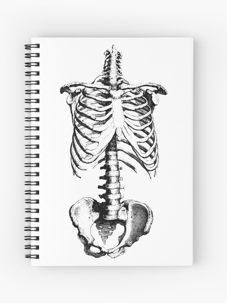 Cahier A Spirale Dessin De Squelette Des Cotes Du Torse Et Du Bassin Par Headpossum Redbubble