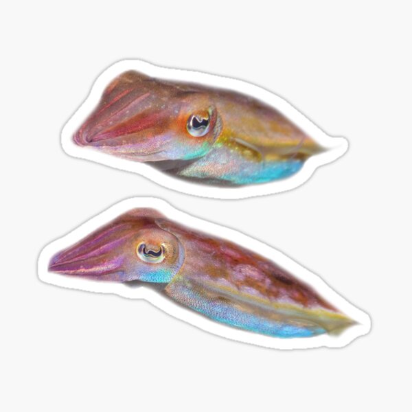 Item preview, Cuttlefish couple designed and sold by ScubaPrincesss.
