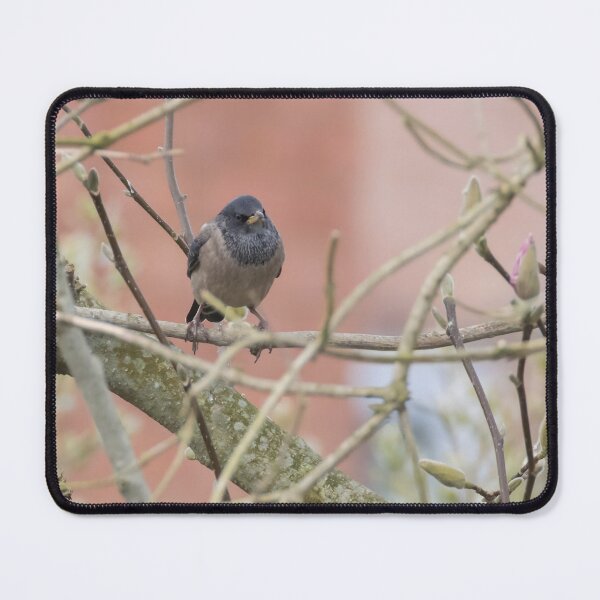 Item preview, Rosy Coloured Starling designed and sold by LaurenTucker.
