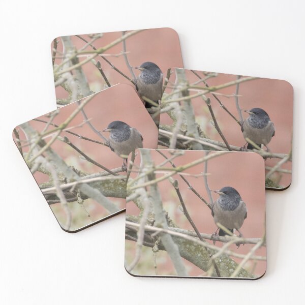 Item preview, Rosy Coloured Starling designed and sold by LaurenTucker.