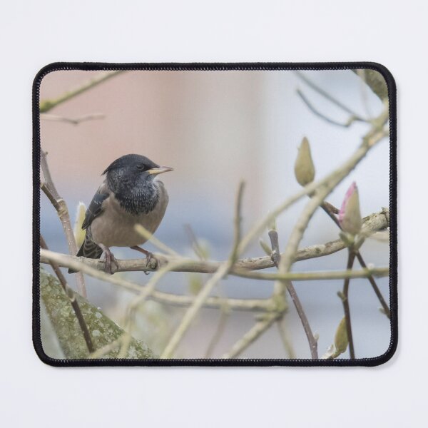 Item preview, Rosy Coloured Starling designed and sold by LaurenTucker.