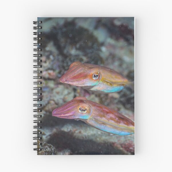 Item preview, Cuttlefish couple designed and sold by ScubaPrincesss.