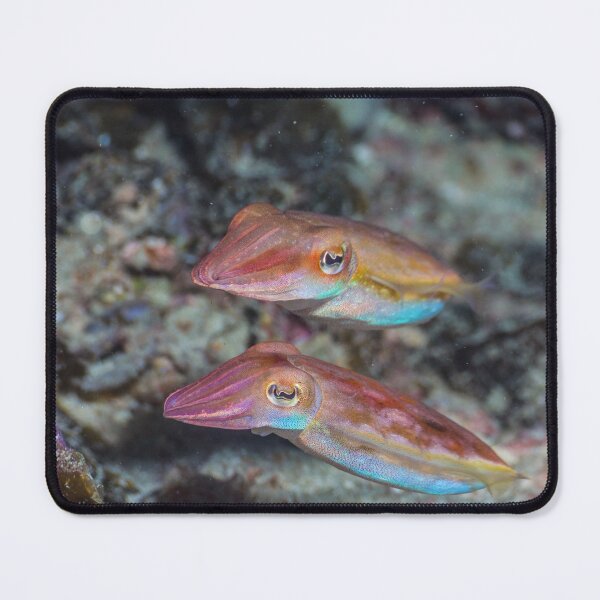 Item preview, Cuttlefish couple designed and sold by ScubaPrincesss.