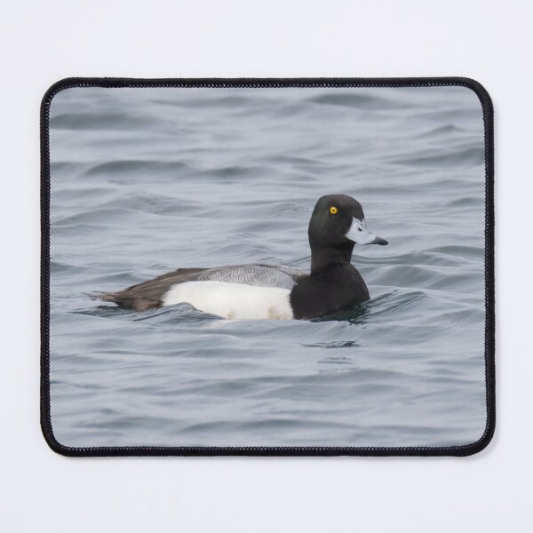 Item preview, Greater Scaup designed and sold by LaurenTucker.