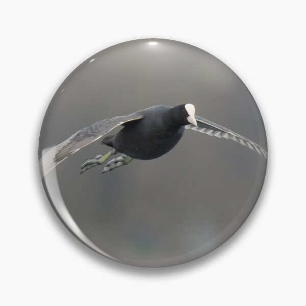 Item preview, Eurasian Coot designed and sold by LaurenTucker.