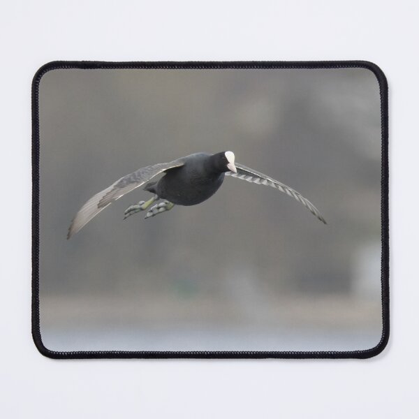 Item preview, Eurasian Coot designed and sold by LaurenTucker.