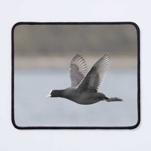 Item preview, Eurasian Coot designed and sold by LaurenTucker.