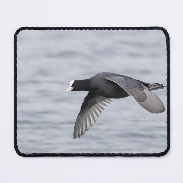 Item preview, Eurasian Coot designed and sold by LaurenTucker.