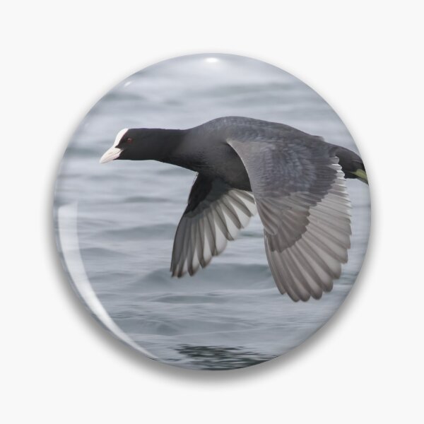 Item preview, Eurasian Coot designed and sold by LaurenTucker.