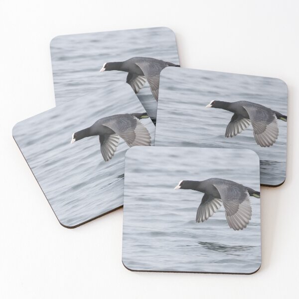 Item preview, Eurasian Coot designed and sold by LaurenTucker.