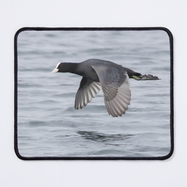 Item preview, Eurasian Coot designed and sold by LaurenTucker.