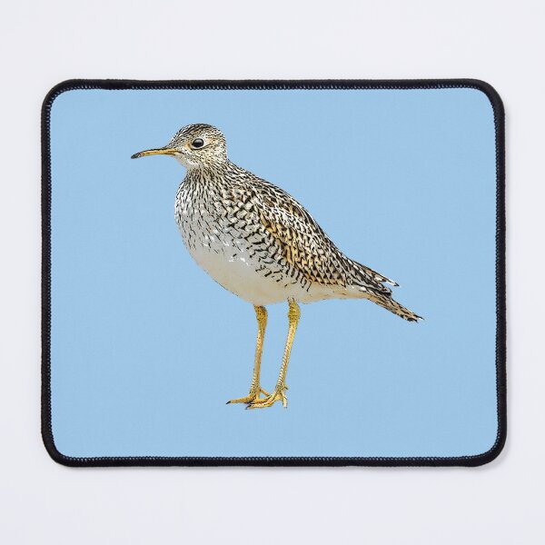Item preview, Upland Sandpiper Color Design designed and sold by designsasstultd.