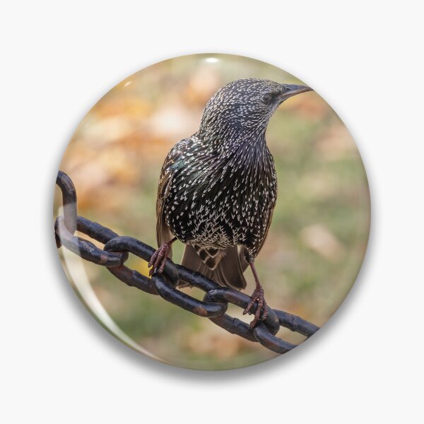 Item preview, Common Starling in Washington D.C. designed and sold by jrtwynam.