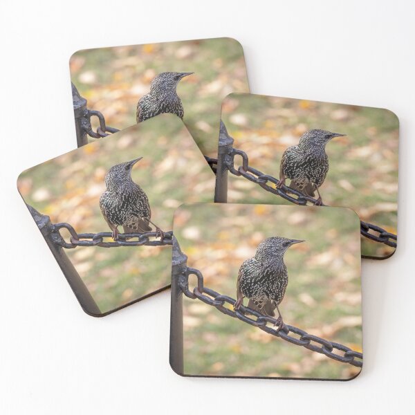Item preview, Common Starling in Washington D.C. designed and sold by jrtwynam.