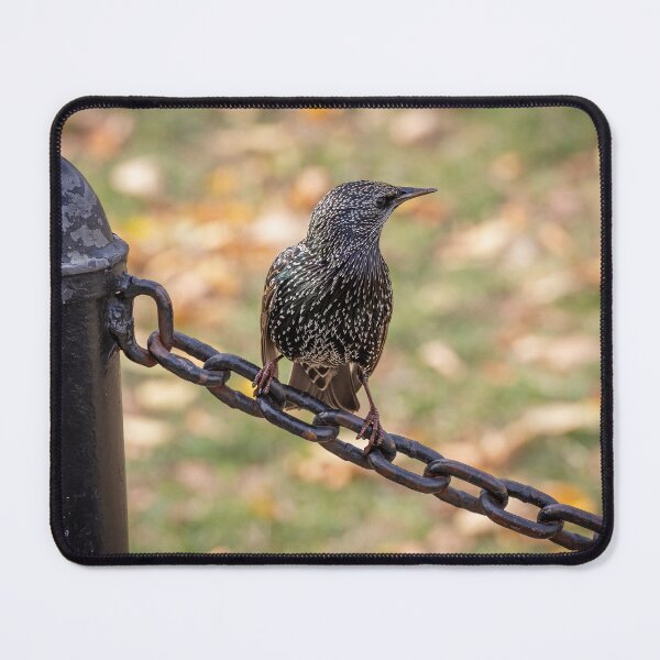 Item preview, Common Starling in Washington D.C. designed and sold by jrtwynam.