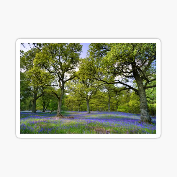 Item preview, Klinclaven Bluebell Wood designed and sold by Theonebespoke.