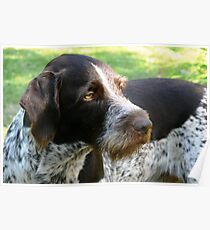 Dog Poster