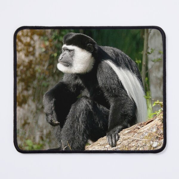 Artikelvorschau, r1102/ Finition 2021 Les Singes: " le Colobe " la Belle Allure " 2016 (c) Olavia-Olao Okaio Créations entworfen und verkauft von o.okaïo.