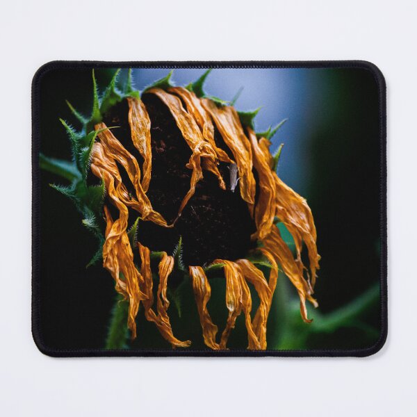 Item preview, Wilted Sunflower designed and sold by bkgfoto.