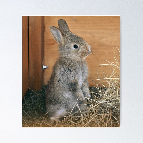Item preview, Fluffy Brown and Gray Rabbit in Hay  designed and sold by CountyKent.