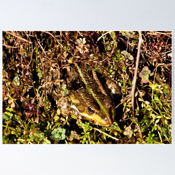 Item preview, Frog designed and sold by JRFotography.