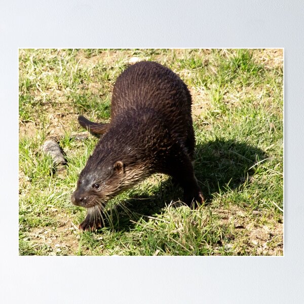Item preview, Otter designed and sold by JRFotography.