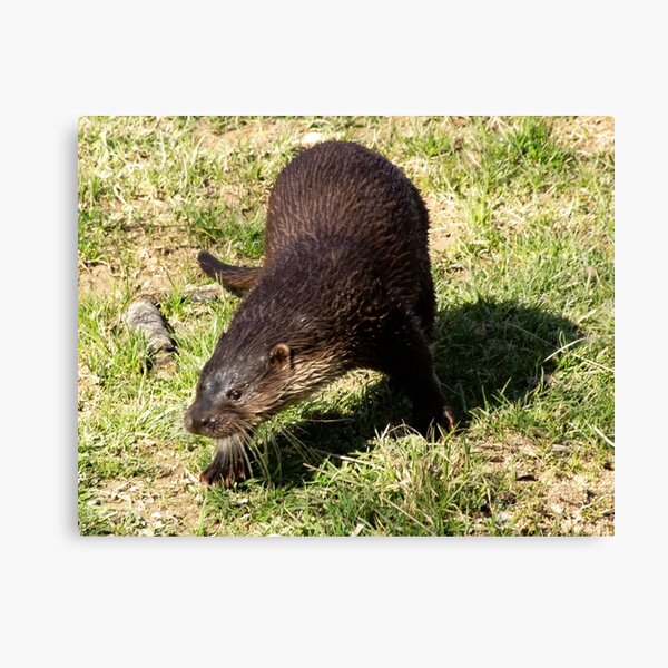 Item preview, Otter designed and sold by JRFotography.