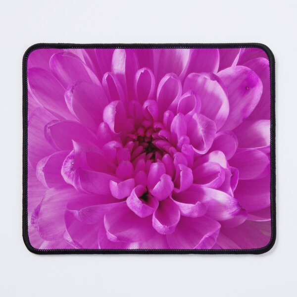 Item preview, aster flower designed and sold by IgorKovalenko.