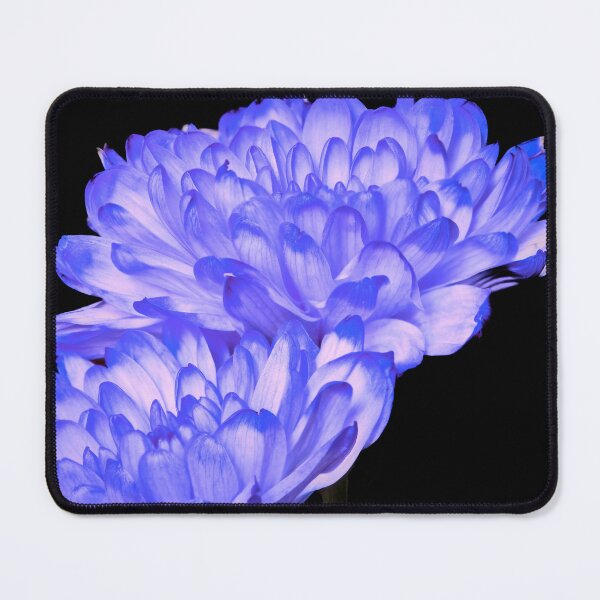 Item preview, aster flower designed and sold by IgorKovalenko.