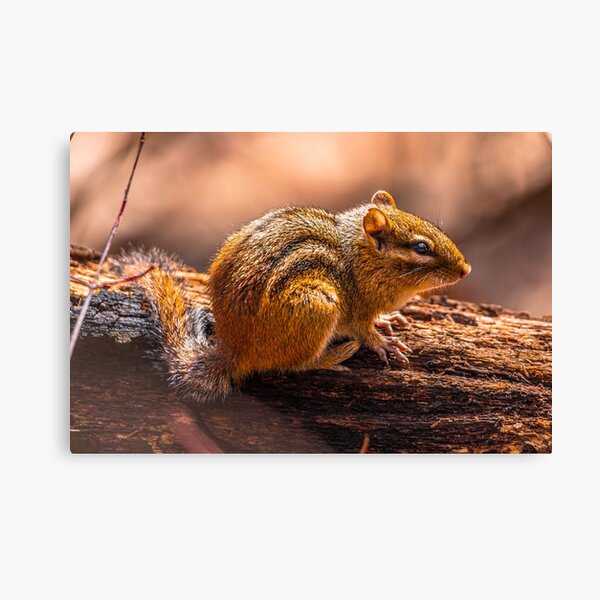 Item preview, Chipmunk designed and sold by SolsaasFocus.