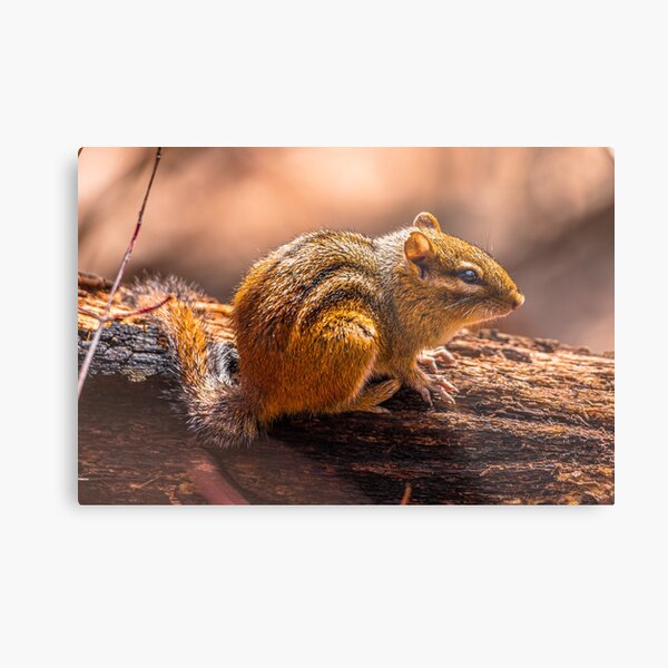 Item preview, Chipmunk designed and sold by SolsaasFocus.