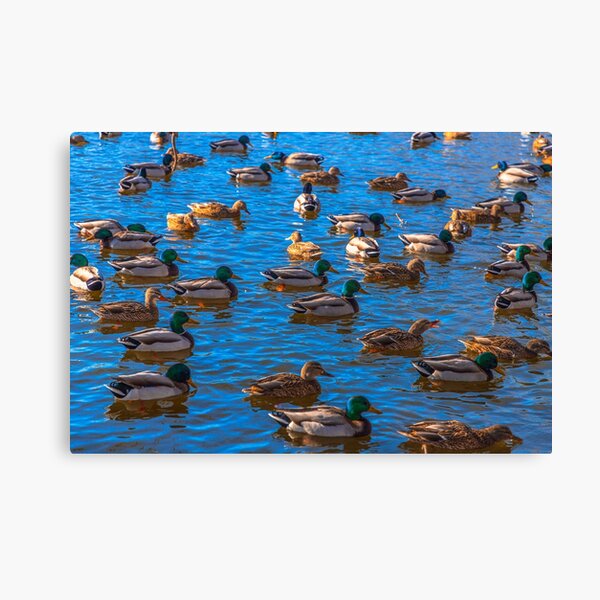 Item preview, Ducks designed and sold by SolsaasFocus.
