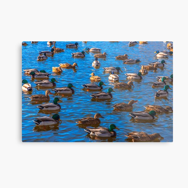Item preview, Ducks designed and sold by SolsaasFocus.