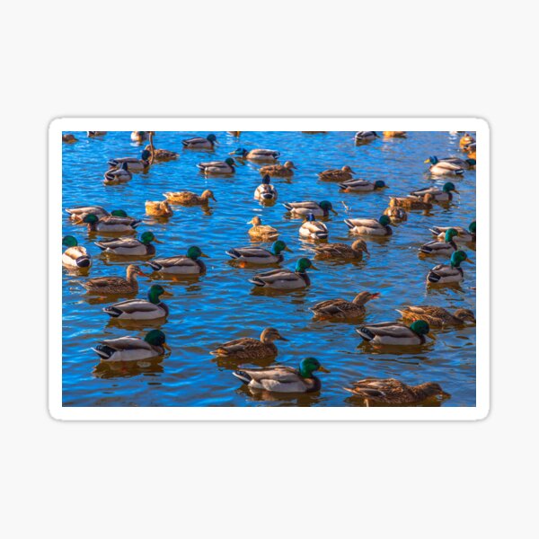 Item preview, Ducks designed and sold by SolsaasFocus.