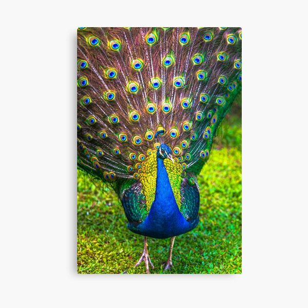 Item preview, Peacock designed and sold by SolsaasFocus.