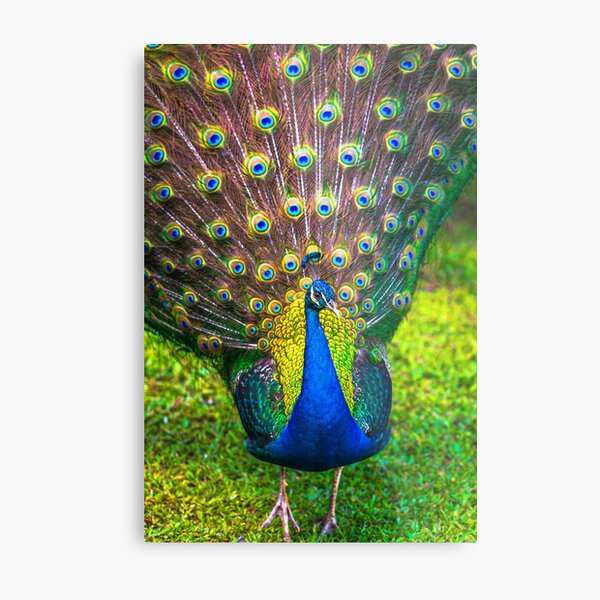 Item preview, Peacock designed and sold by SolsaasFocus.