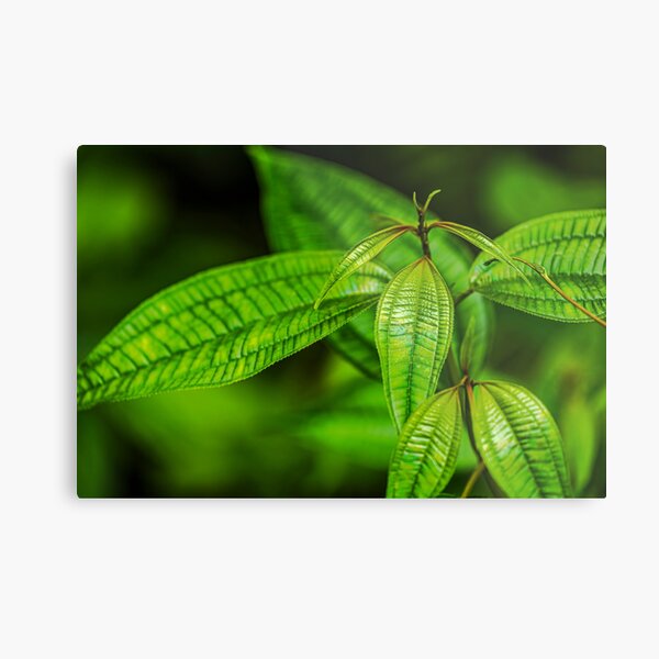 Item preview, PR Green Leaves designed and sold by SolsaasFocus.