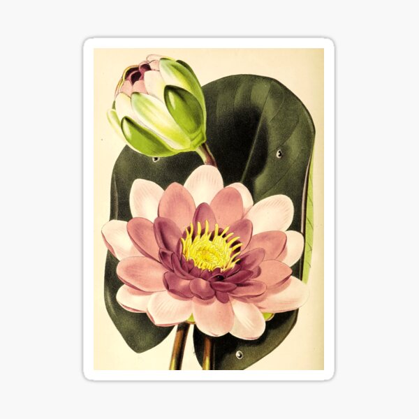 Item preview, Nymphæa alba var. rosa from The florist and pomologist (1879) designed and sold by Douglas E. Welch Design and Photography.