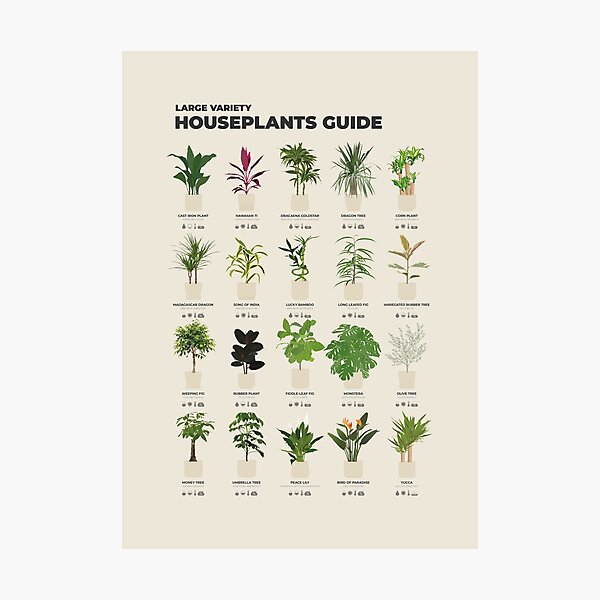 Item preview, Illustrated Houseplants Chart designed and sold by aio.