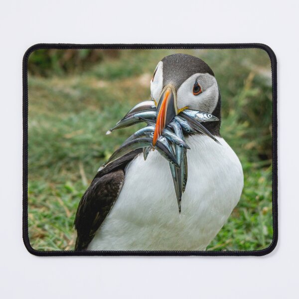 Item preview, Puffin with Sand Eels designed and sold by Lakadaisy.