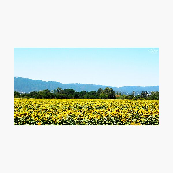 Item preview, Sunflower Fields designed and sold by KateyMurphy.