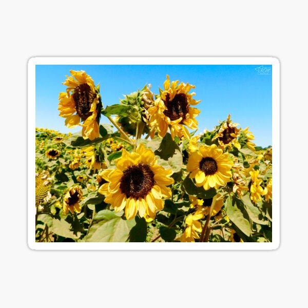 Vista previa del artículo con la obra «Grupo de girasoles», diseñado y vendido por KateyMurphy.