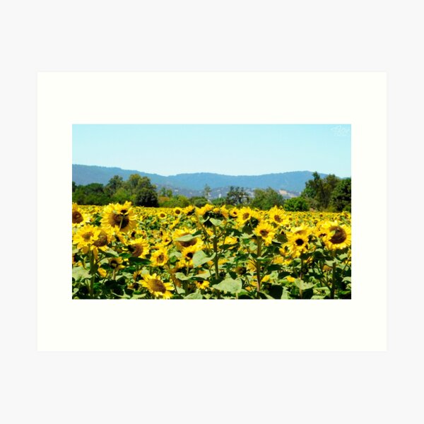 Item preview, Sunflower Field Close Up designed and sold by KateyMurphy.