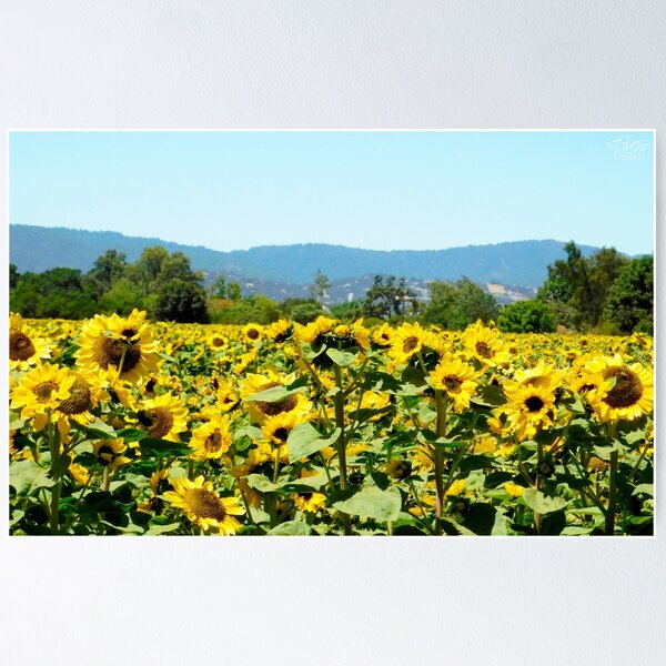 Item preview, Sunflower Field Close Up designed and sold by KateyMurphy.