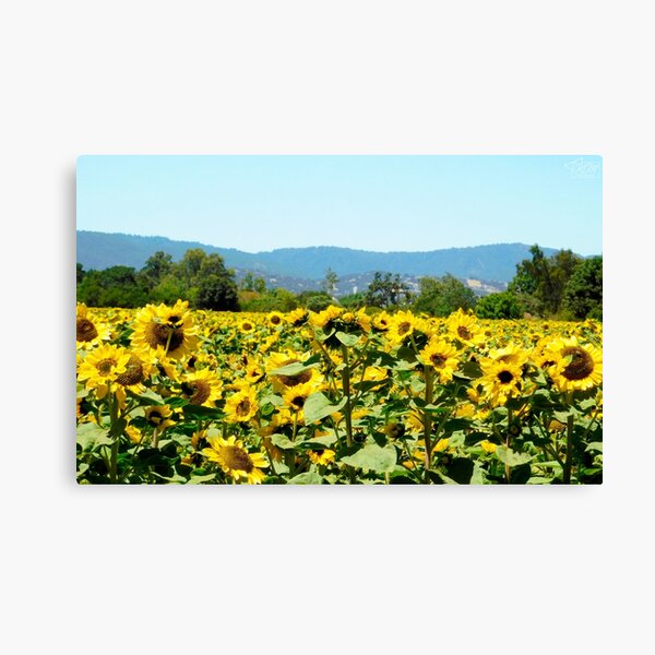 Item preview, Sunflower Field Close Up designed and sold by KateyMurphy.