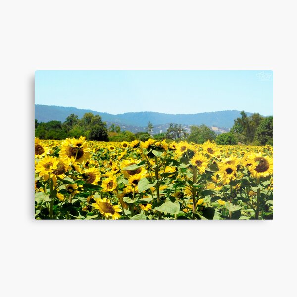 Item preview, Sunflower Field Close Up designed and sold by KateyMurphy.