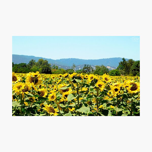 Item preview, Sunflower Field Close Up designed and sold by KateyMurphy.